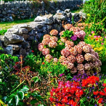 Garden At Dalys House